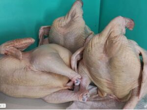 Курица домашняя